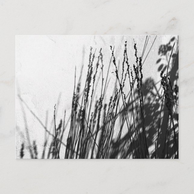 Restio/Gass svart och silhuett Vykort (Framsida)