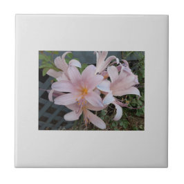 Resurrection Lily Kakelplatta