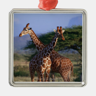 Reticulated giraff 2 julgransprydnad metall