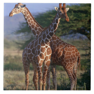Reticulated giraff 2 kakelplatta