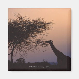 Reticulated giraff 2 magnet