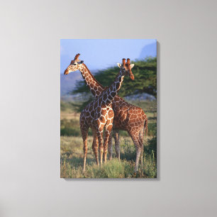 Reticulated giraff 4 canvastryck