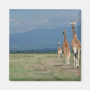Reticulated giraff (Giraffacamelopardalis) 2 Magnet