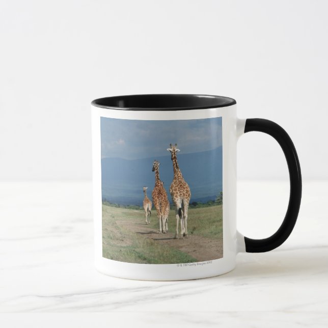 Reticulated giraff (Giraffacamelopardalis) 2 Mugg (Höger)