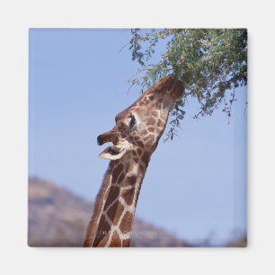 Reticulated giraff magnet