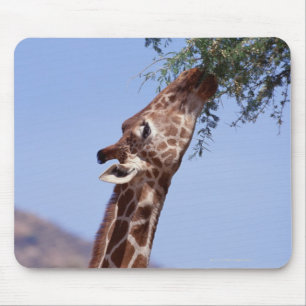 Reticulated giraff musmatta