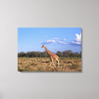 Reticulated Giraffe 2 Canvastryck