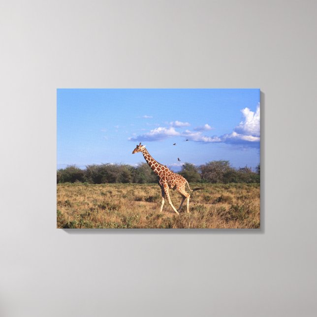 Reticulated Giraffe 2 Canvastryck (Framsida)
