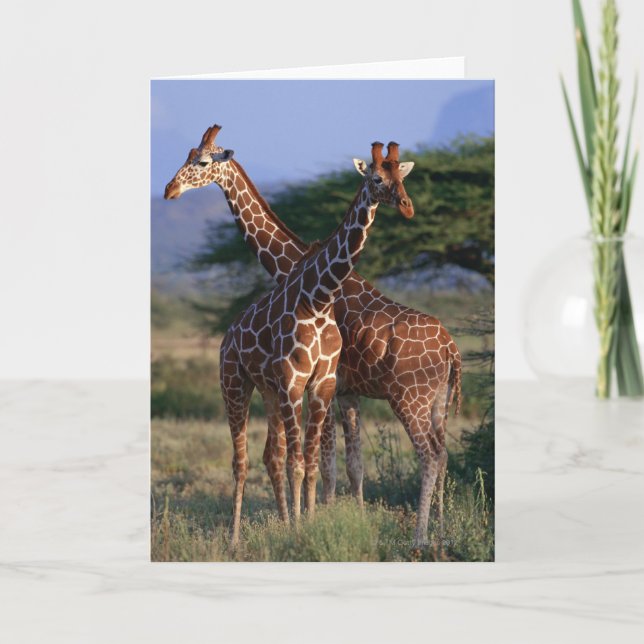 Reticulated Giraffe 2 Kort (Framsida)