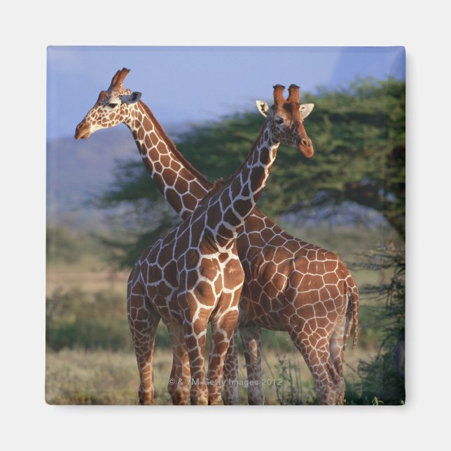 Reticulated Giraffe 2 Magnet (Framsidan)