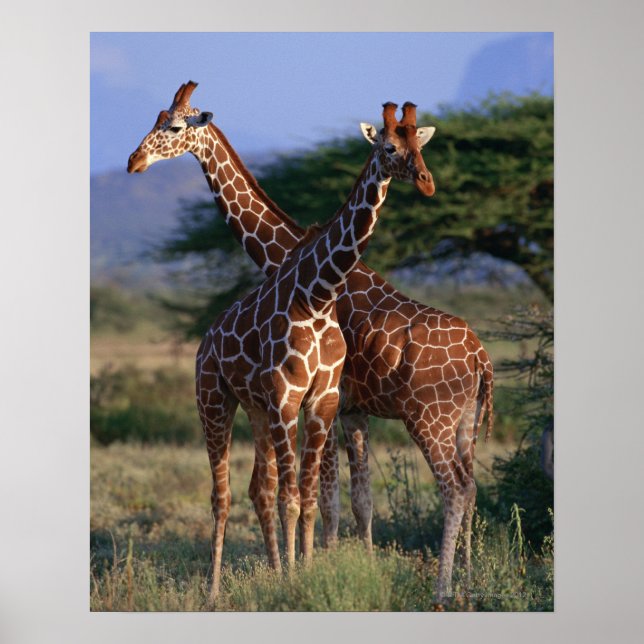 Reticulated Giraffe 2 Poster (Framsidan)