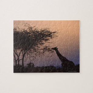 Reticulated Giraffe 2 Pussel
