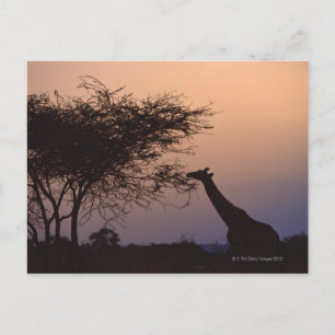 Reticulated Giraffe 2 Vykort
