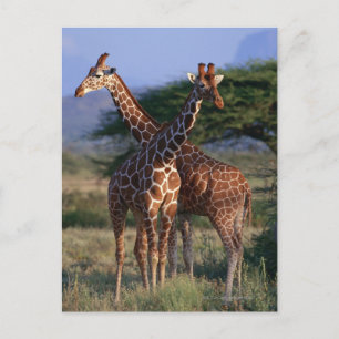 Reticulated Giraffe 2 Vykort