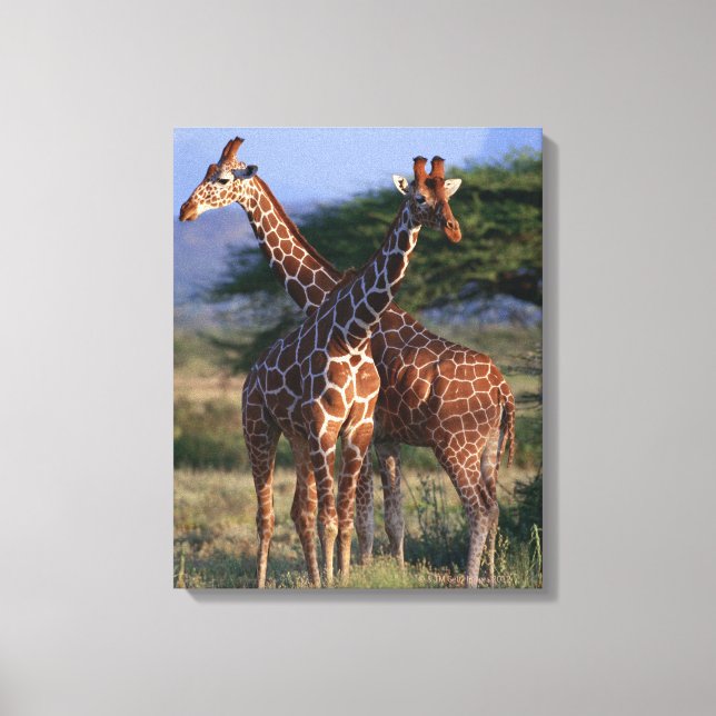 Reticulated Giraffe 4 Canvastryck (Framsida)