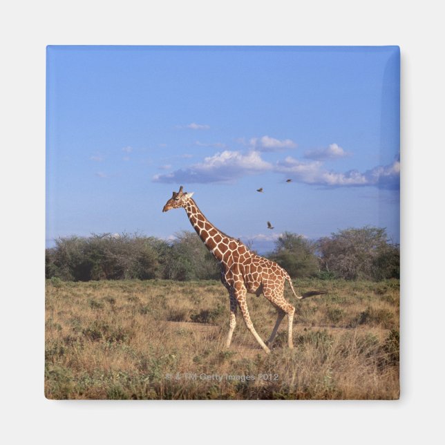 Reticulated Giraffe Magnet (Framsidan)