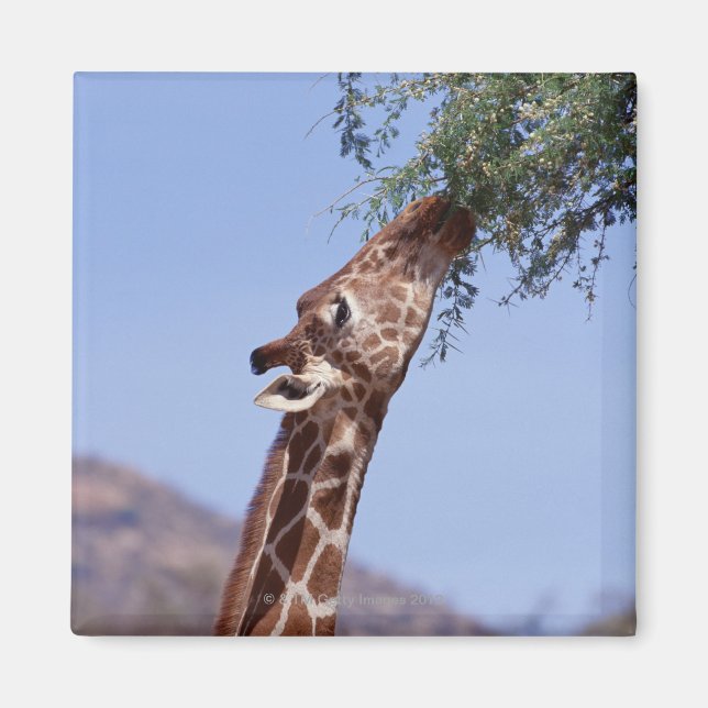 Reticulated Giraffe Magnet (Framsidan)