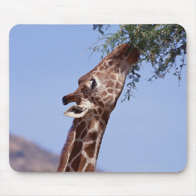 Reticulated Giraffe Musmatta (Framsidan)