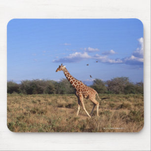 Reticulated Giraffe Musmatta
