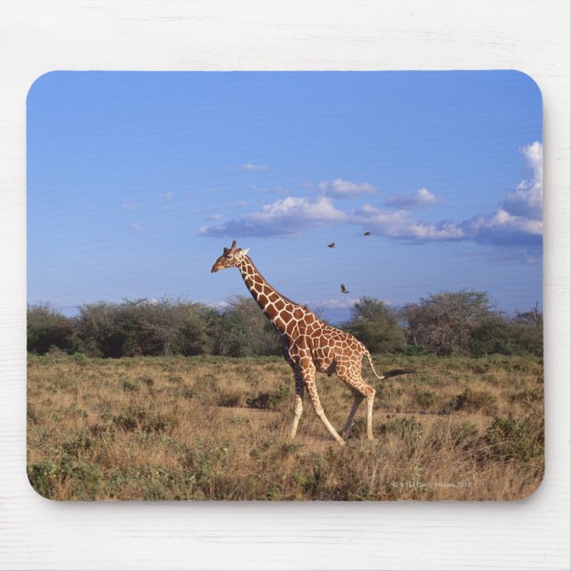 Reticulated Giraffe Musmatta (Framsidan)