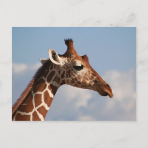 Reticulated Giraffe Porträtt Vykort