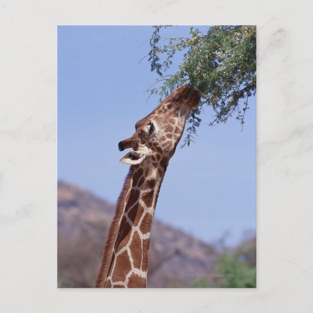 Reticulated Giraffe Vykort (Framsida)