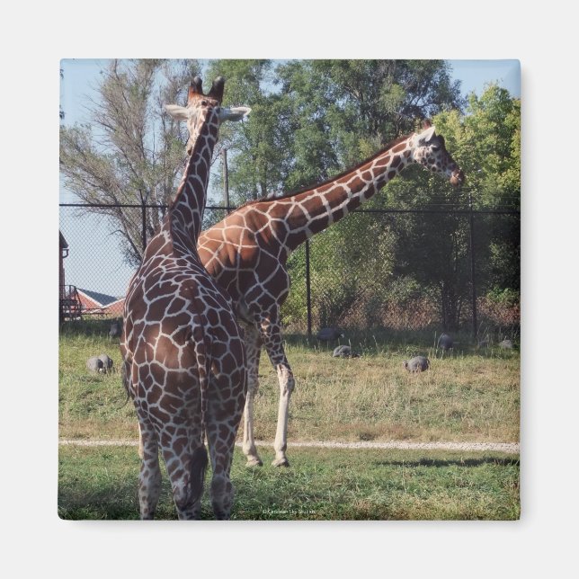 Reticulated Giraffes Magnet (Framsidan)