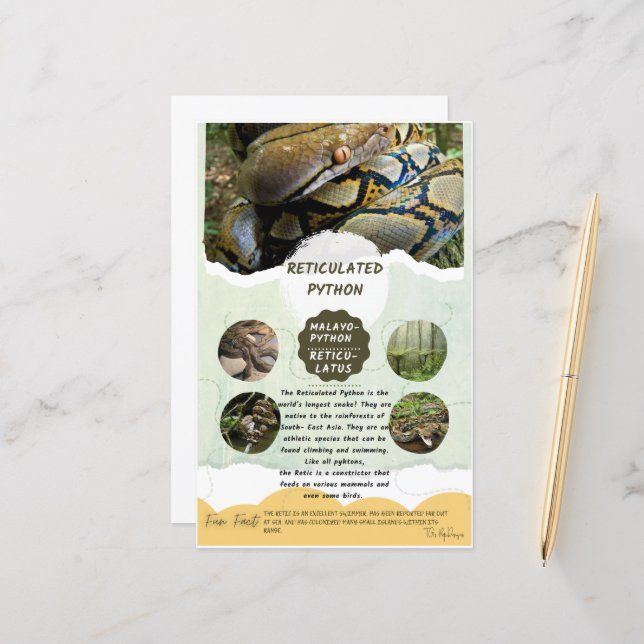 Reticulated Python Care Lakan (Fram/Back In Situ)