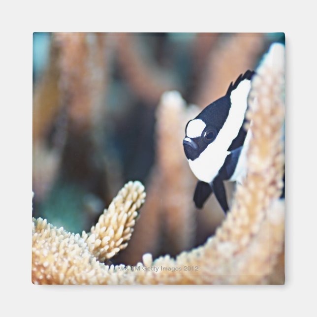 Retikulera dascyllus magnet (Framsidan)