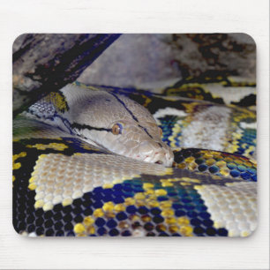 Retikulerad Python Snake Musmatta