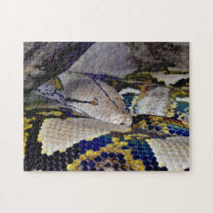 Retikulerad Python Snake Pussel