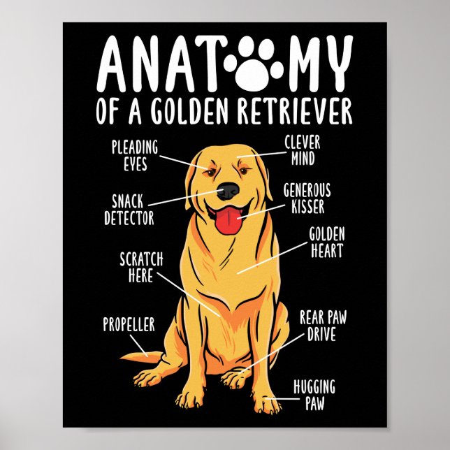 Retriever Hundar Anatomy of a Golden Retriever Mam Poster (Framsidan)