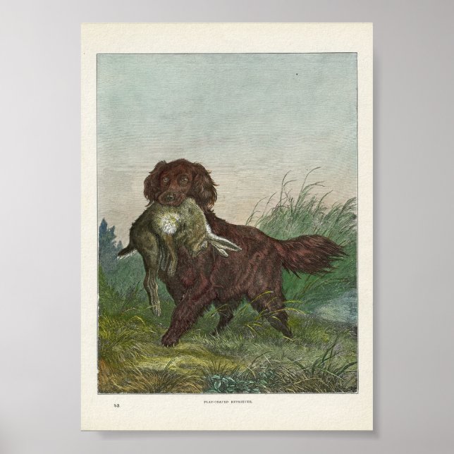 Retriever Hunting Hund Poster (Framsidan)