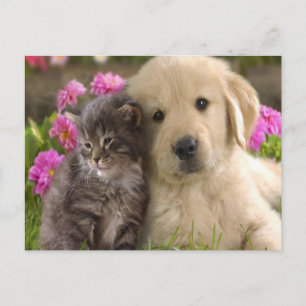Retriever Kitten Vykort