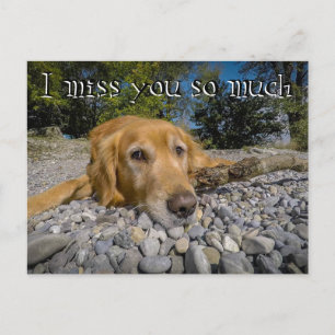 Retriever på den bergiga stranden. Jag har tänkt Vykort