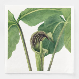 RETRO BOTANICAL ILLUSTRATION: JACK I PULPIT PAPPERSSERVETT