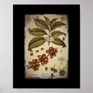 Retro botaniskt avbildar kaffe poster