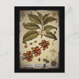 Retro botaniskt bildkaffe vykort