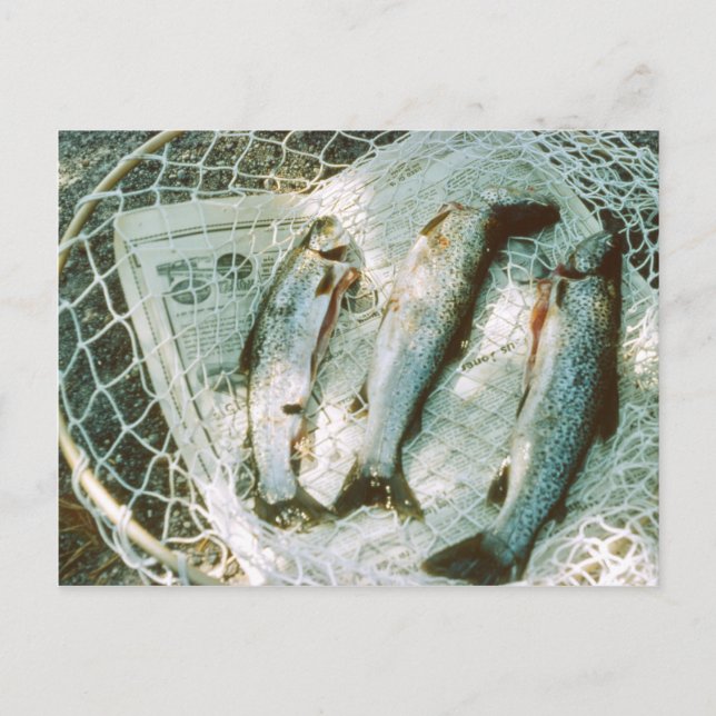 Retro Fishing Net och Trout Postcard Vykort (Framsida)
