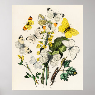 Retro Gult Butterfly och blommor Skriv ut Poster
