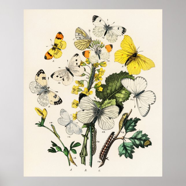 Retro Gult Butterfly och blommor Skriv ut Poster (Framsidan)