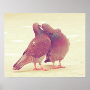 Retro love birds som kysser duvan poster