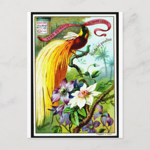 Retro Paradise Bird Postacard Vykort