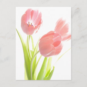 Retro Rosa tulip vykort