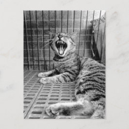 Retro Söt Gäspande Katt Kissekatta Vykort
