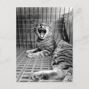 Retro Söt Gäspande Katt Kissekatta Vykort