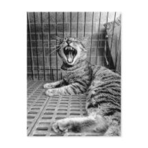 Retro Söt Gäspande Katt Kissekatta