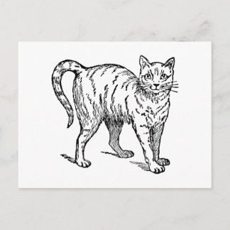 Retro Vintage Black & White Cute Little Pet Cat Vykort