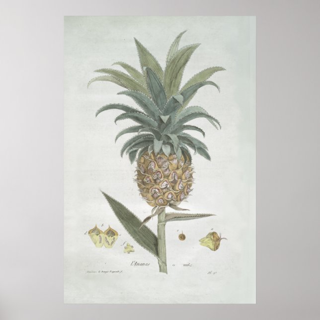 Retro Vintage Botaniskt ananas Teckning Poster (Framsidan)