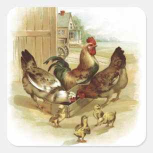 Retro Vintage Chickens Fyrkantigt Klistermärke
